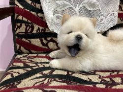 Chow chow male puppy