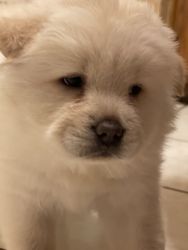 AKC registered Chow Chow