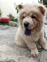 Chow chow puppies for sale