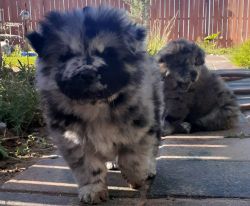 Merle chow puppies for sale