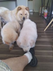 3 male chow chow (akc registered)