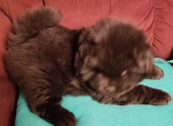 black chow puppies full blood no papers. 6 weeks old