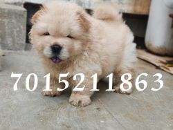 Chow chow pups in Low Price