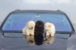 Chow chow pure breed puppies for sale