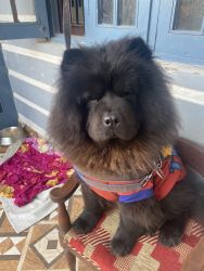 Chow chow male dog up for adoption