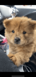 chow chow, 3 months old.