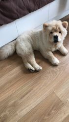 Wanna sell for 40k my chow chow puppy 4months old