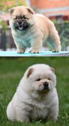 Chow Chow puppies red and cream white in color