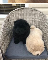 Pure Chow Chow For Sale