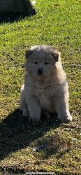 8 week old chow chow puppies