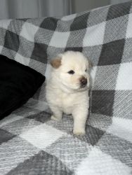 6 week old Chow Chow Puppies in Need of a Loving Home