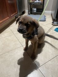 TJ puppy for sale