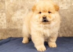 Chow Chow Puppies for sale.