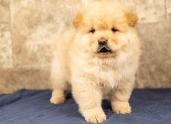 Kind Chow Chow Puppies for sale.