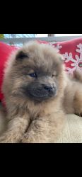 Full blooded chow puppies for sale