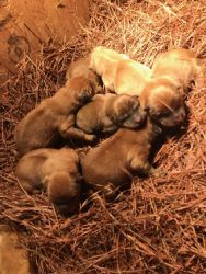 Chow Puppies for Sale