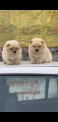 CHOW CHOW MALE AVAILABLE