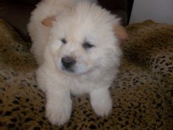 BLIZZARD IS AN ADORABLE PUREBRED CREAM MALE CHOW PUP