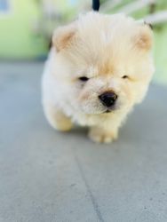 59 days old Chow chow