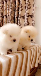 Chow chow 45 days puppy sale male and female colour cream and white
