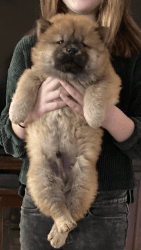 Chow Chow puppies for rehoming