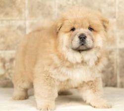 Charming & Beautiful, outstanding Chow Chow puppies For sale.