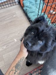 Rehome TODAY— 4 Mo. Black Female Chow Chow