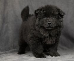 Beautiful Chow Chow puppies available.