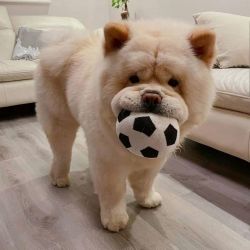 Available chow chow for you