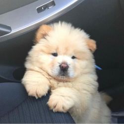 Beautiful chow chow for sale