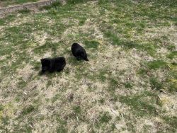 Black & Blue Chow puppies