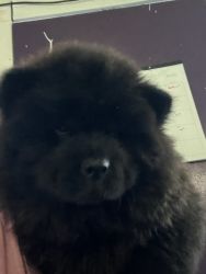 Black chow chow puppies