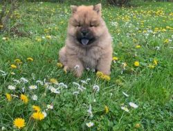 CHOW CHOW PUPPIES FOR SALE
