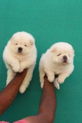 CUTE CHOW CHOW PUPPIES