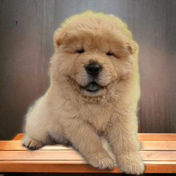 CACHORROS DISPONIBLES CHOW CHOW