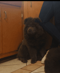 Full blood chow chow
