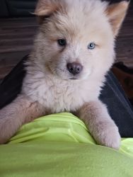 AKC Pure Bred Chow Chow