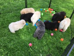 Charming Chow Chow puppies