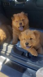 Chow chow Puppie