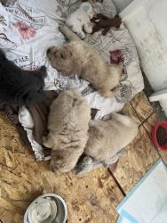 Chow chow Puppies for sale
