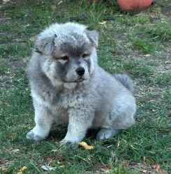 Purebred ACA registered Chow Chow, puppies.