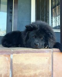 Gorgeous female chow chow pups