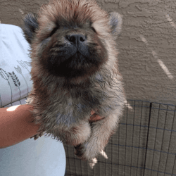 Chow chow full breed puppies