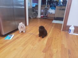 Chow Chow AKC Regsitered Blood line Puppies Available
