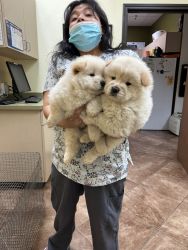 Purebred AKC Registered Chow-Chow Puppies , $1,500 for Thanksgiving