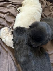 Pure Bred Chow-Chow Puppies AKC registered
