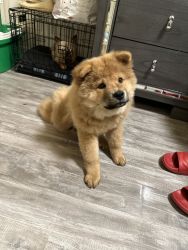Hi we have sweet maple chow chow looking for a lovely home