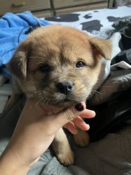 Puppy named star for sell