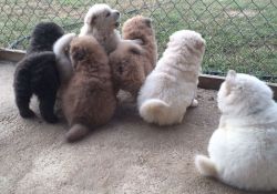5 Chow Chow Pups ready