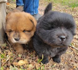 Chow Chows 2 males registered